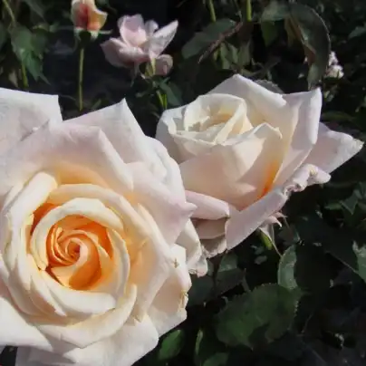 Trandafiri hibrizi Tea - Trandafiri - Anniversary Waltz™ - 